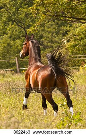 Brown horse running on paddock View Large Photo Image Stock Image - Brown horse running on paddock . Fotosearch