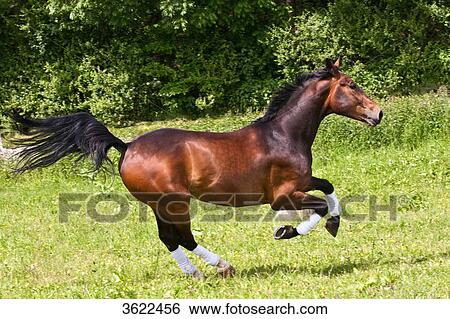 Brown horse running on paddock View Large Photo Image Stock Photograph - Brown horse running on paddock . Fotosearch