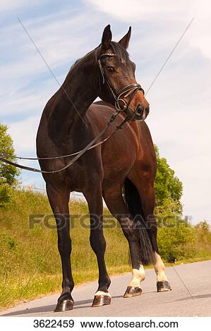Brown horse standing on road View Large Photo Image Stock Photo - Brown horse standing on road . Fotosearch