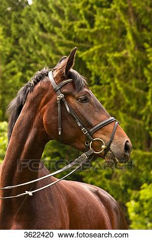 Brown horse turning round View Large Photo Image Stock Image - Brown horse turning round . Fotosearch