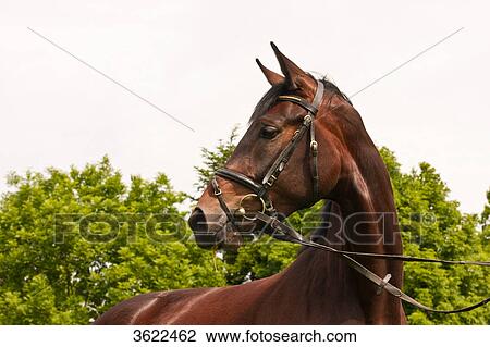 Stock Image - Brown horse turning round . Fotosearch