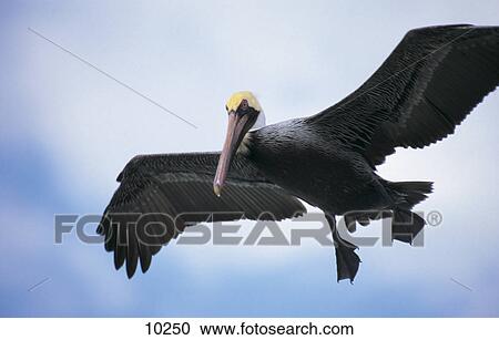 Brown Pelican (Pelecanus occidentalis) in flight, Everglades National Park, Florida, USA View Large Photo Image Stock Image - Brown Pelican (Pelecanus occidentalis) in flight, Everglades National Park, Florida, USA . Fotosearch