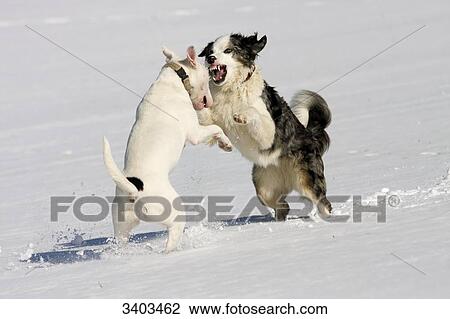 Bull Terrier and Australian Shepherd fighting in the snow View Large Photo Image Stock Image - Bull Terrier and Australian Shepherd fighting in the snow . Fotosearch