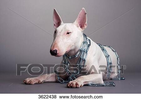 Bull terrier in chains View Large Photo Image Stock Photo - Bull terrier in chains . Fotosearch