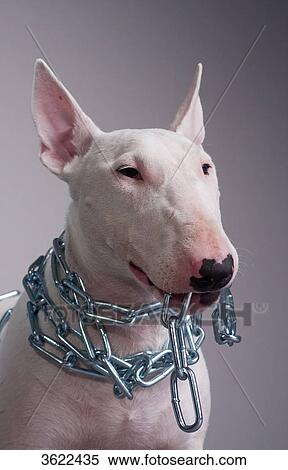 Bull terrier in chains View Large Photo Image Stock Photography - Bull terrier in chains . Fotosearch