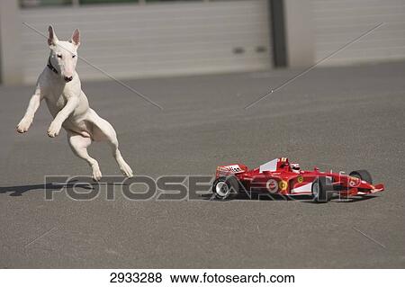 Bull terrier playing with a formular 1 car, full shot View Large Photo Image Stock Photo - Bull terrier playing with a formular 1 car, full shot . Fotosearch