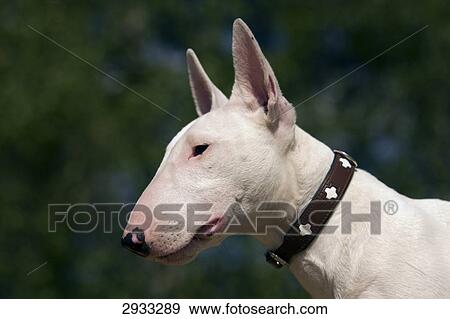 Bull Terrier, profile View Large Photo Image Stock Photo - Bull Terrier, profile . Fotosearch