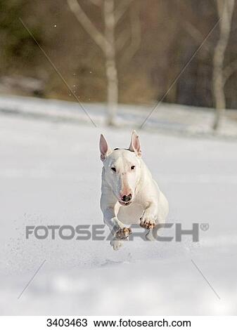 Bull Terrier running in the snow, front view View Large Photo Image Stock Image - Bull Terrier running in the snow, front view . Fotosearch
