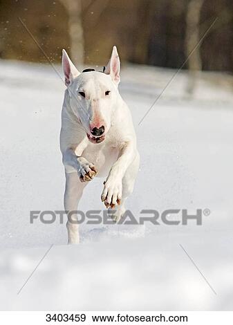 Bull Terrier running in the snow, front view View Large Photo Image Stock Photo - Bull Terrier running in the snow, front view . Fotosearch