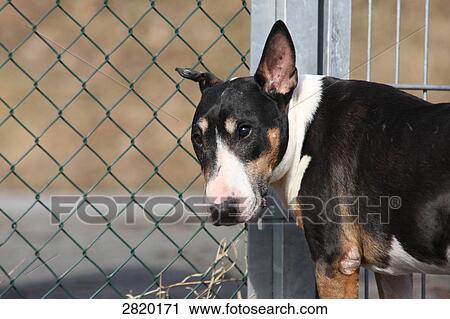 Bull terrier standing in his cage View Large Photo Image Stock Image - Bull terrier standing in his cage . Fotosearch