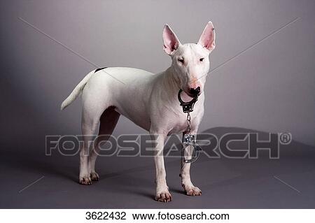Bull terrier with handcuffs in his muzzle View Large Photo Image Stock Image - Bull terrier with handcuffs in his muzzle . Fotosearch