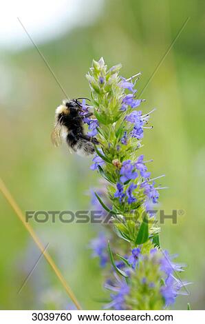Bumblebee, Bombus, alighting on Lavender Flower View Large Photo Image Stock Image - Bumblebee, Bombus, alighting on Lavender Flower . Fotosearch