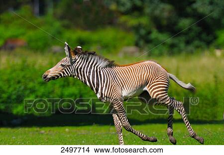Burchell's zebra (Equus quagga quagga) running in field  View Large Photo Image Picture - Burchell's zebra (Equus quagga quagga) running in field . Fotosearch