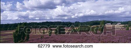 Stock Photo - Bushes in rolling landscape, Luneburg, Lower Saxony, Germany, Europe . Fotosearch