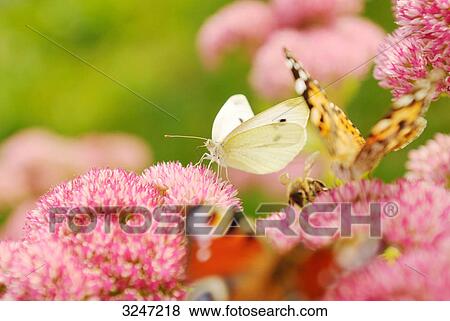 Butterflies sitting on blossoms, close-up View Large Photo Image Stock Photo - Butterflies sitting on blossoms, close-up . Fotosearch