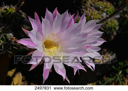 Stock Image - Cactus flowers blooming in field, Styria, Austria . Fotosearch