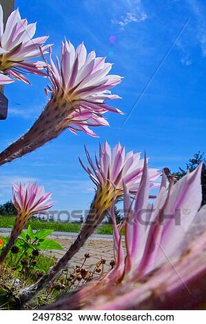 Stock Image - Cactus flowers blooming in field, Styria, Austria . Fotosearch