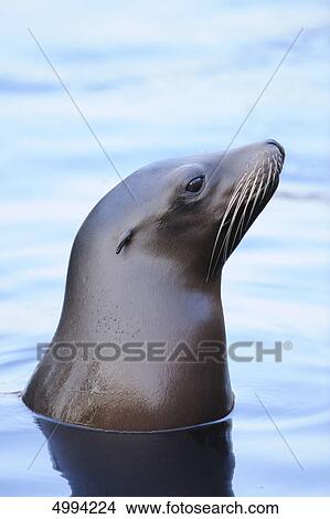 California sea lion (Zalophus californianus) in water View Large Photo Image Picture - California sea lion (Zalophus californianus) in water . Fotosearch