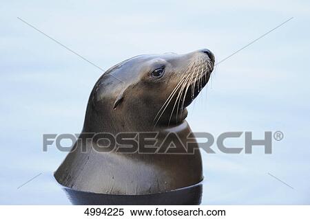 California sea lion (Zalophus californianus) in water View Large Photo Image Stock Photography - California sea lion (Zalophus californianus) in water . Fotosearch