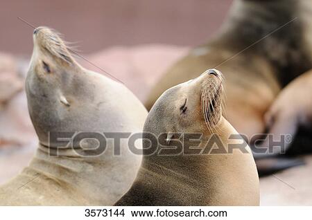 California Sea Lions (Zalophus californianus) View Large Photo Image Picture - California Sea Lions (Zalophus californianus) . Fotosearch
