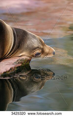 Stock Image - Californian sea lion (Zalophus californianus) lying on a stone, close-up . Fotosearch