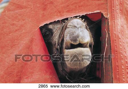 Stock Photography - Camel peeking through torn circus tent, Germany . Fotosearch
