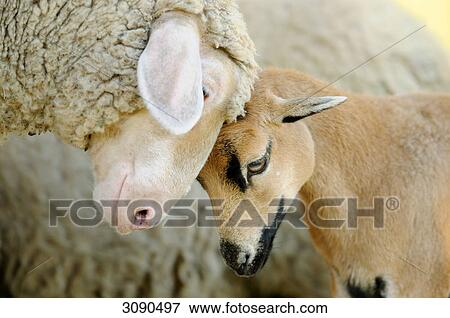 Cameroon sheep and young deer, side view View Large Photo Image Stock Photo - Cameroon sheep and young deer, side view . Fotosearch