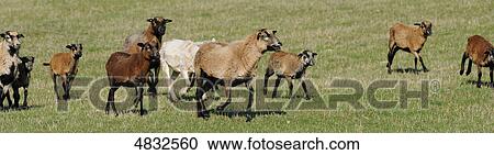 Cameroon sheep herd in pasture View Large Photo Image Stock Image - Cameroon sheep herd in pasture . Fotosearch