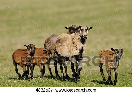 Stock Photo - Cameroon sheep herd in pasture . Fotosearch