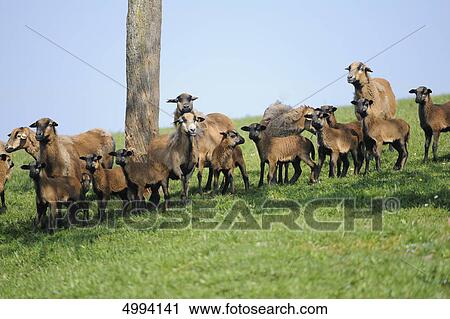 Stock Image - Cameroon sheep in pasture . Fotosearch