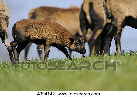 Cameroon sheep in pasture View Large Photo Image Stock Image - Cameroon sheep in pasture . Fotosearch