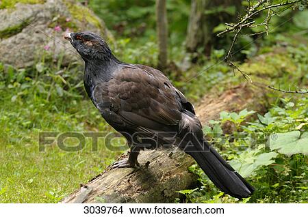 Capercaille, Tetrao urogallus in bavarian forest, Germany View Large Photo Image Picture - Capercaille, Tetrao urogallus in bavarian forest, Germany . Fotosearch