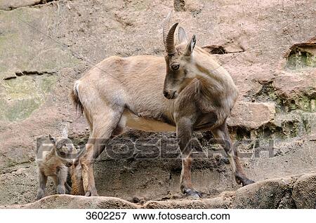 Capra ibex and young dear View Large Photo Image Stock Photo - Capra ibex and young dear . Fotosearch