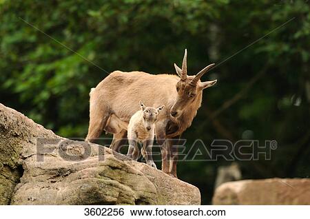 Capra ibex and young dear View Large Photo Image Stock Photograph - Capra ibex and young dear . Fotosearch