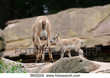 Stock Photography - Capra ibex and young dear . Fotosearch