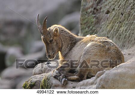Capra ibex lying on rock View Large Photo Image Stock Image - Capra ibex lying on rock . Fotosearch