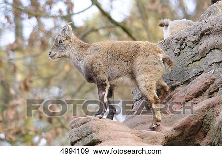 Stock Photo - Capra ibex standing on rock . Fotosearch
