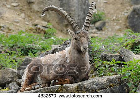 Capra ibex View Large Photo Image Stock Image - Capra ibex . Fotosearch