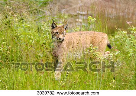 Carpathian lynx creeping through grass View Large Photo Image Stock Image - Carpathian lynx creeping through grass . Fotosearch