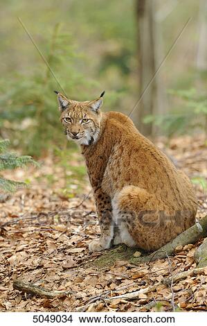 Picture - Carpathian Lynx (Lynx lynx carpathicus) in Bavarian Forest National Park, Bavaria, Germany . Fotosearch