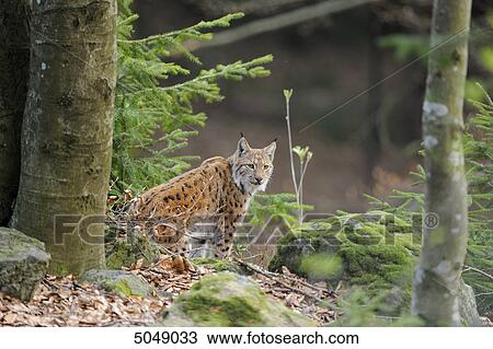 Stock Image - Carpathian Lynx (Lynx lynx carpathicus) in Bavarian Forest National Park, Bavaria, Germany . Fotosearch