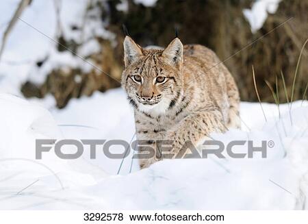 Carpathian lynx (Lynx lynx carpathicus) in snow, Bavarian Forest National Park, Germany View Large Photo Image Stock Photo - Carpathian lynx (Lynx lynx carpathicus) in snow, Bavarian Forest National Park, Germany . Fotosearch