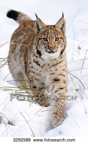 Stock Photo - Carpathian lynx (Lynx lynx carpathicus) in snow, Bavarian Forest National Park, Germany . Fotosearch