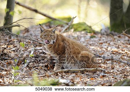 Carpathian Lynx (Lynx lynx carpathicus) in Bavarian Forest National Park, Bavaria, Germany View Large Photo Image Stock Photo - Carpathian Lynx (Lynx lynx carpathicus) in Bavarian Forest National Park, Bavaria, Germany . Fotosearch