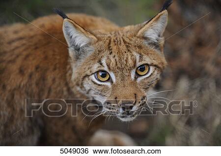 Carpathian Lynx (Lynx lynx carpathicus) in Bavarian Forest National Park, Bavaria, Germany View Large Photo Image Stock Photograph - Carpathian Lynx (Lynx lynx carpathicus) in Bavarian Forest National Park, Bavaria, Germany . Fotosearch