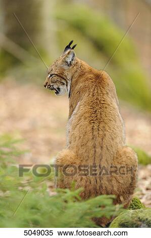 Carpathian Lynx (Lynx lynx carpathicus) in Bavarian Forest National Park, Bavaria, Germany View Large Photo Image Stock Photography - Carpathian Lynx (Lynx lynx carpathicus) in Bavarian Forest National Park, Bavaria, Germany . Fotosearch