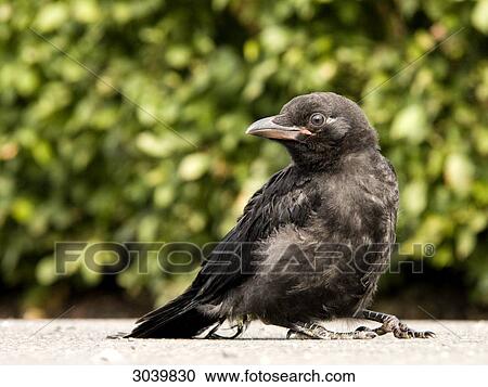 Carrion Crow, Corvus corone, full shot View Large Photo Image Stock Image - Carrion Crow, Corvus corone, full shot . Fotosearch