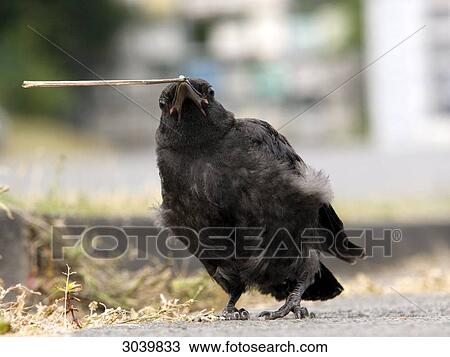 Carrion Crow, Corvus corone, full shot View Large Photo Image Stock Image - Carrion Crow, Corvus corone, full shot . Fotosearch