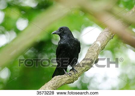Carrion Crow (Corvus corone) on branch View Large Photo Image Stock Photo - Carrion Crow (Corvus corone) on branch . Fotosearch