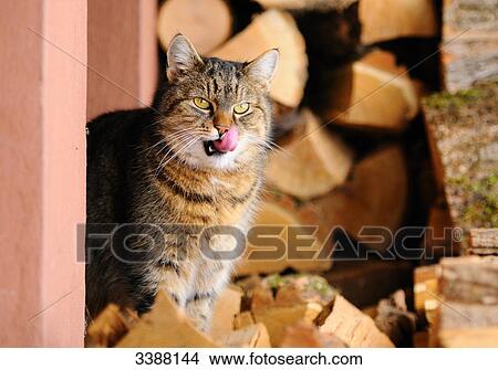 Cat sitting on logs, Styria, Austria View Large Photo Image Picture - Cat sitting on logs, Styria, Austria . Fotosearch
